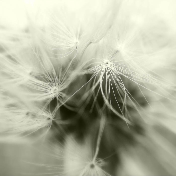 Dandelion