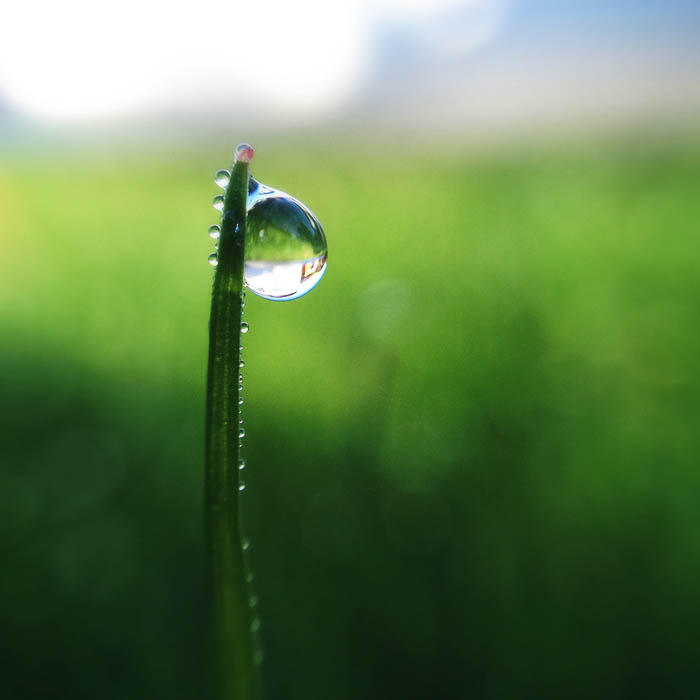 Dew Drop