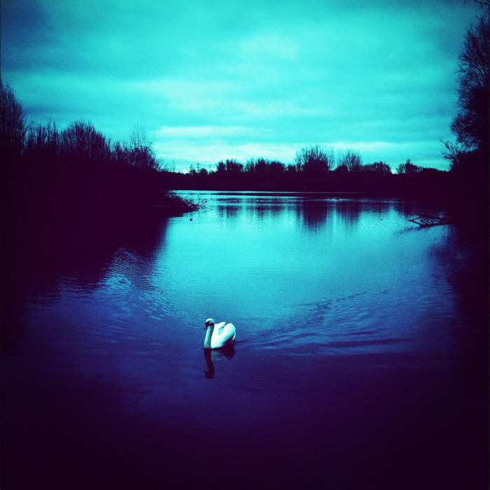 Swan at Thrupp Lake