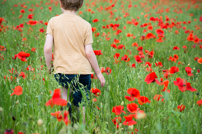 Oxfordshire Poppies