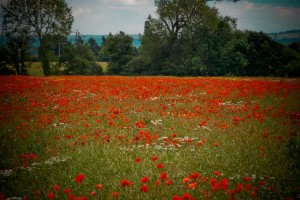 English Poppies: Photograph at Your Own Risk - Katherine Lightner