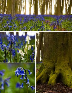 Badbury Clump Bluebells