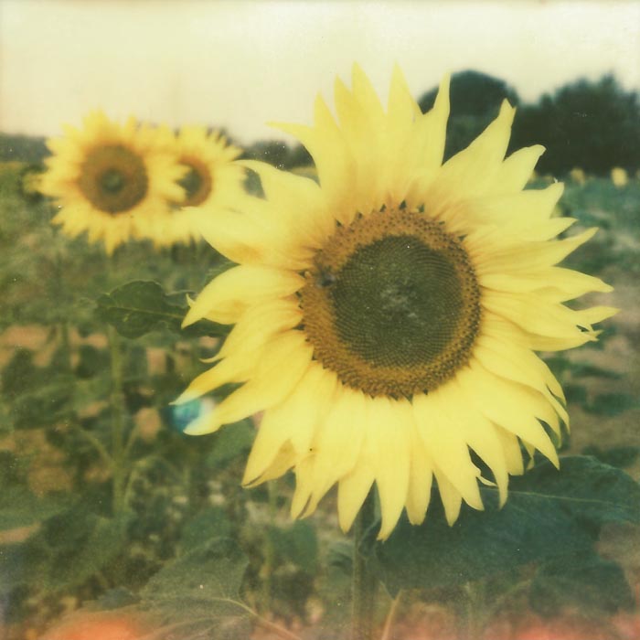 Suffolk Sunflowers